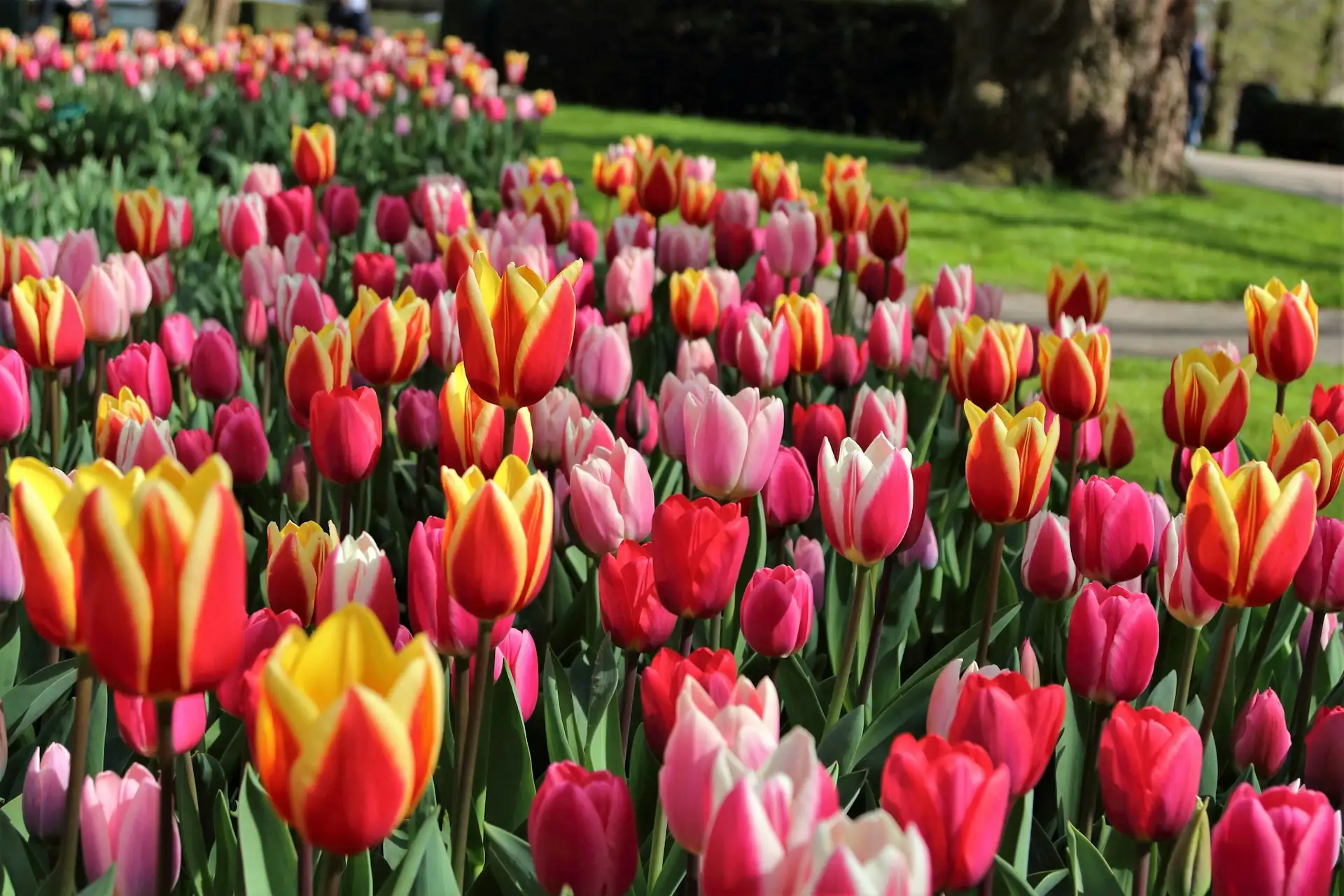 Keukenhof (Tylko Wiosną) - popularna atrakcja turystyczna w Holandia