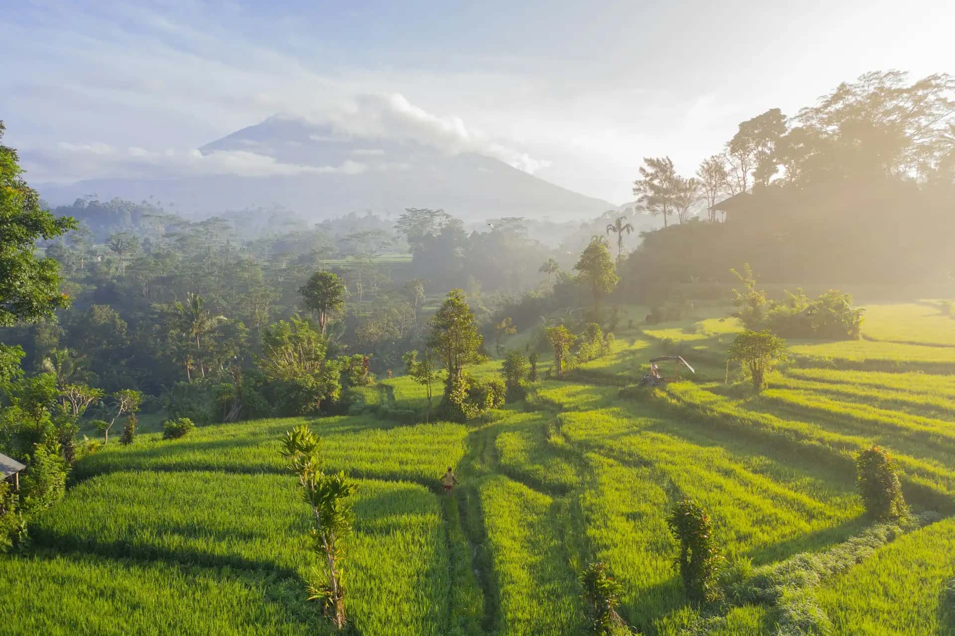 Pola Ryżowe (Ubud) - popularna atrakcja turystyczna w Indonezja