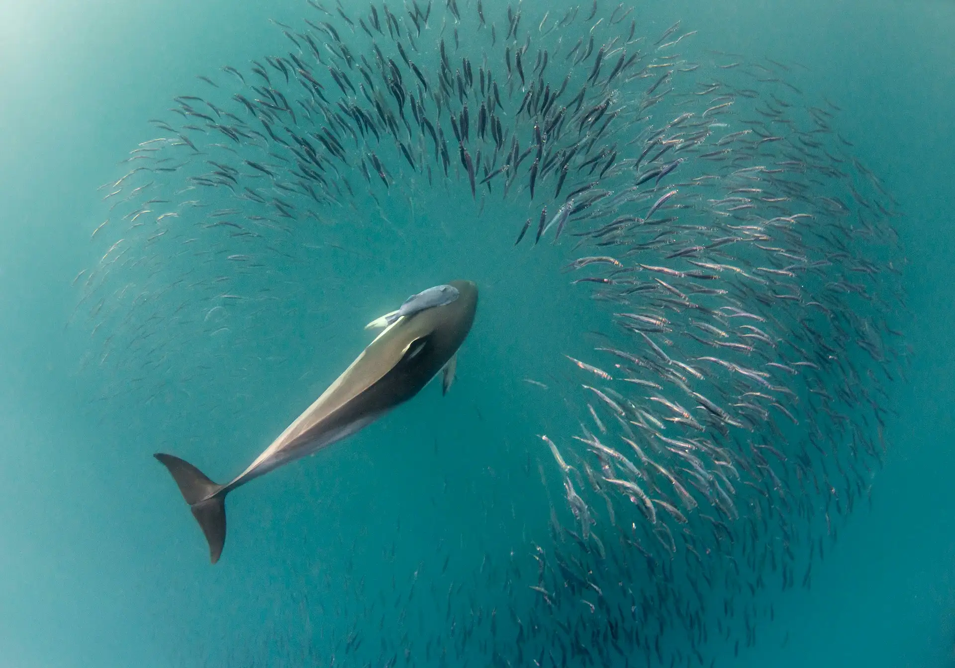 Shark Bay